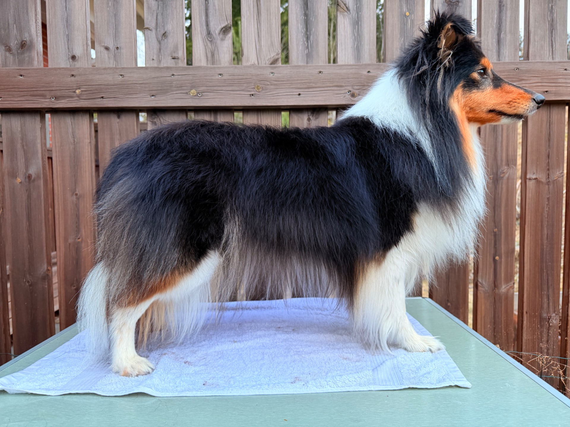 Haiku , Jadelmiinan stellaris